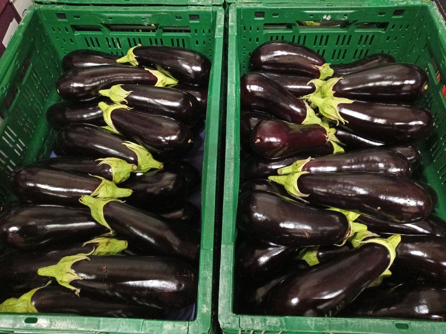 AUBERGINEN / ZUCCHINI