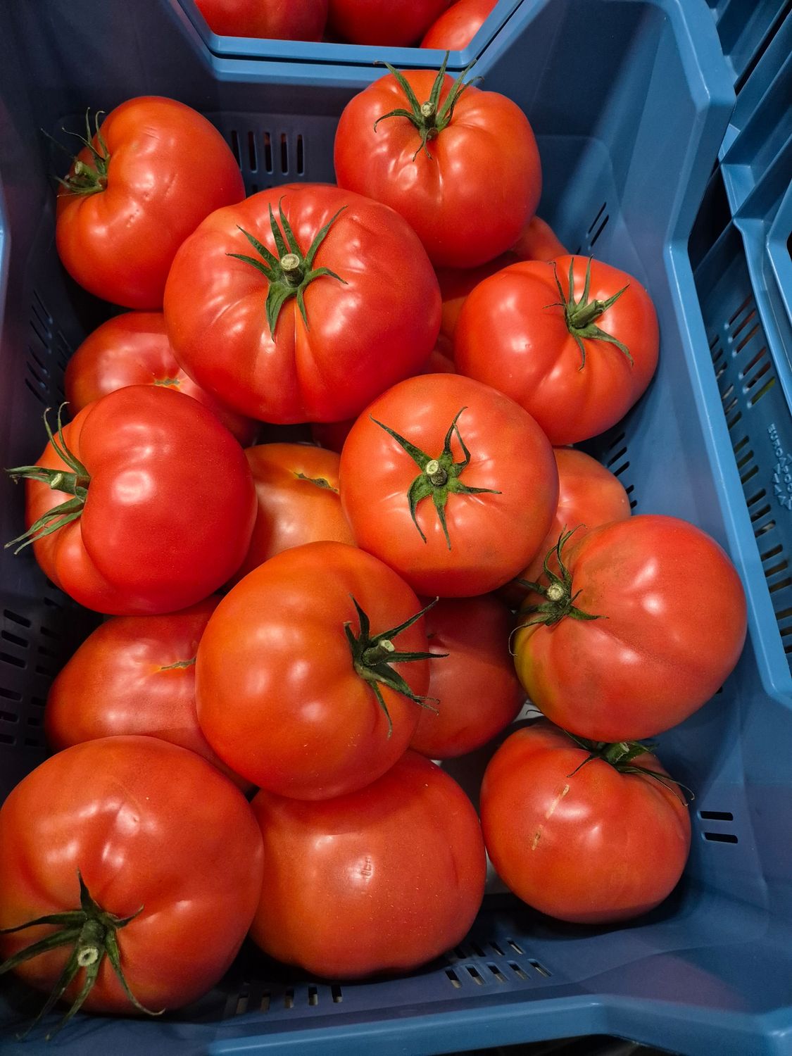 TOMATEN