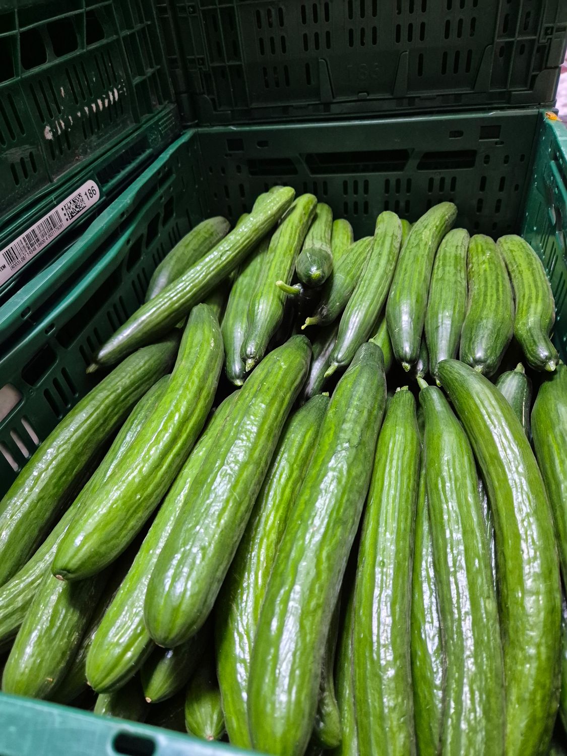 Citir Gurken ca.12Kg