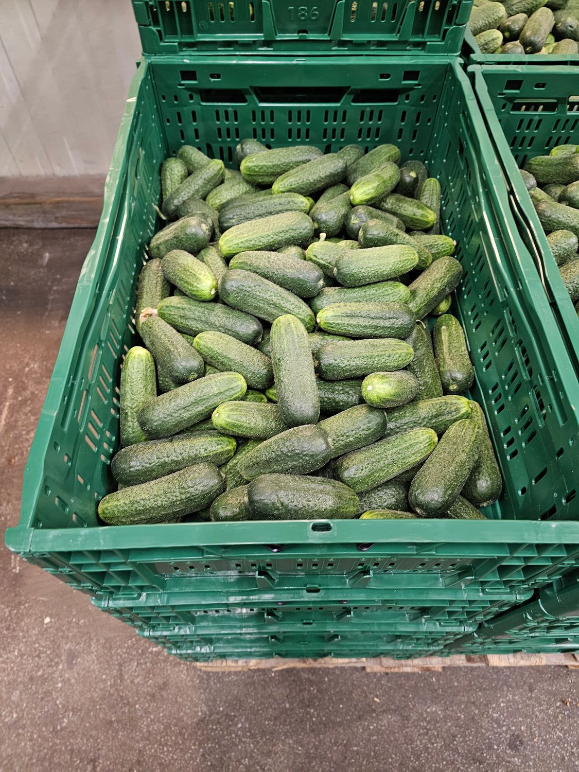 Einlege Gurke 10KG Pfand ES