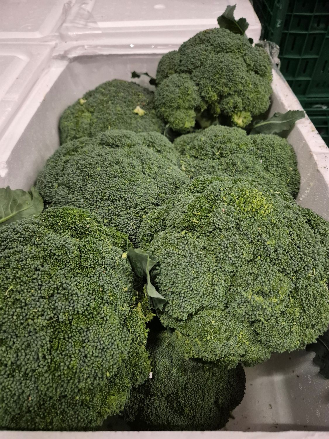Eisbroccoli 6 kg