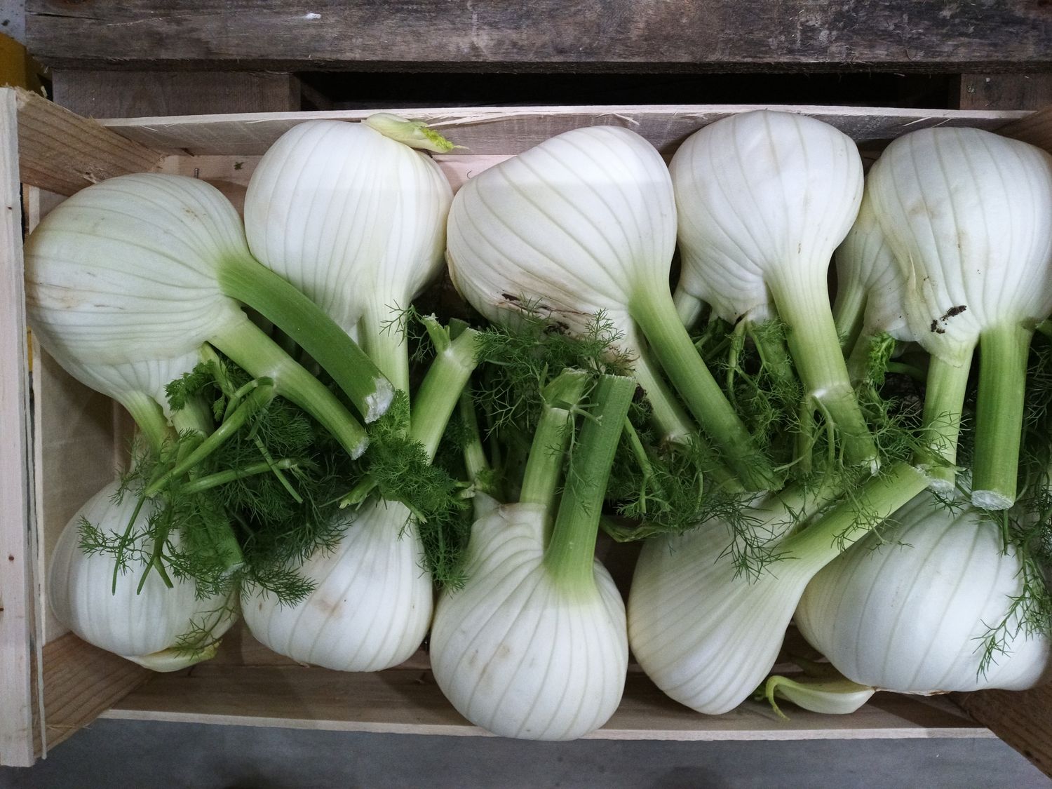 Fenchel Ca.I