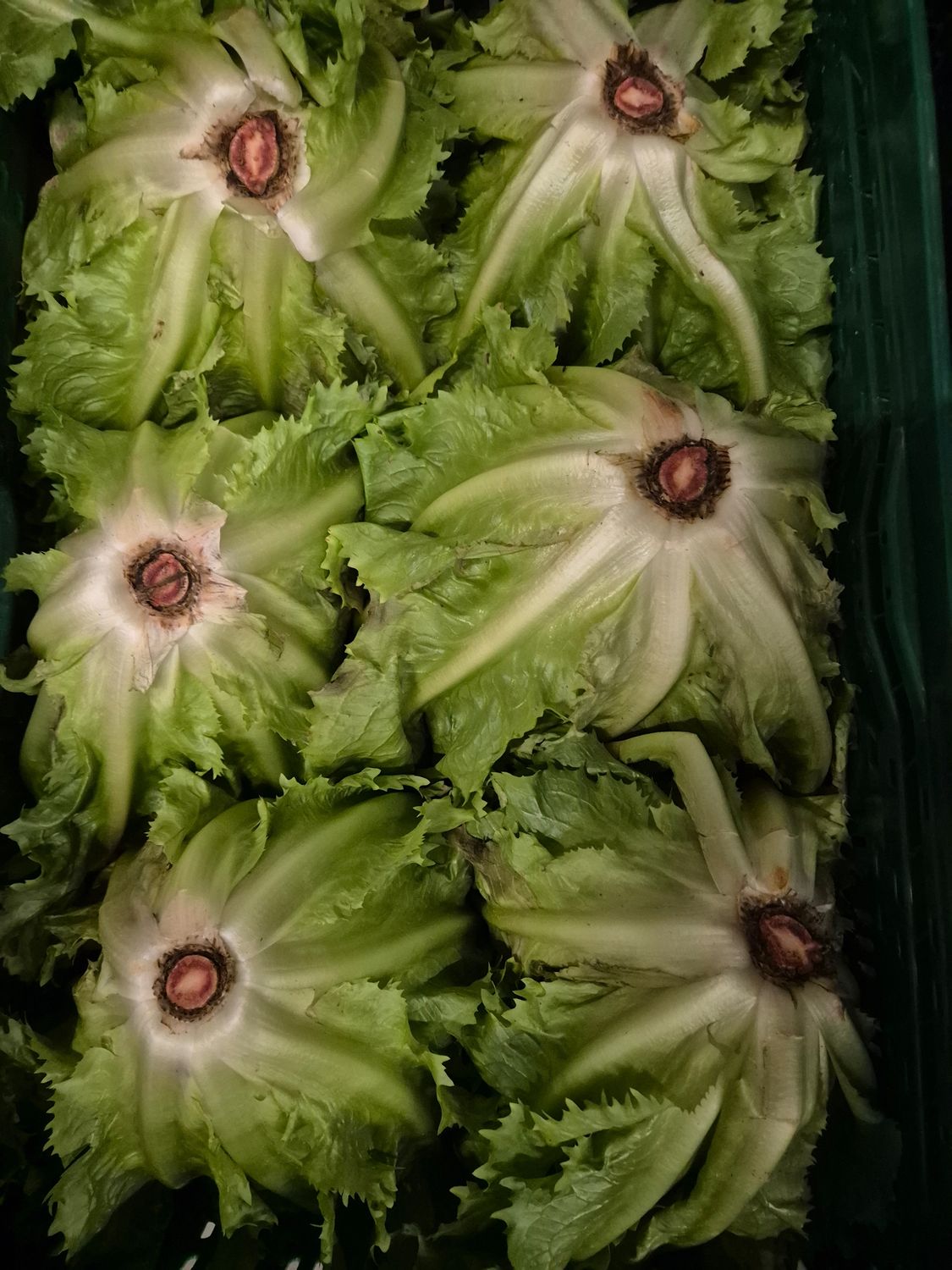 Friesee Salat (it)