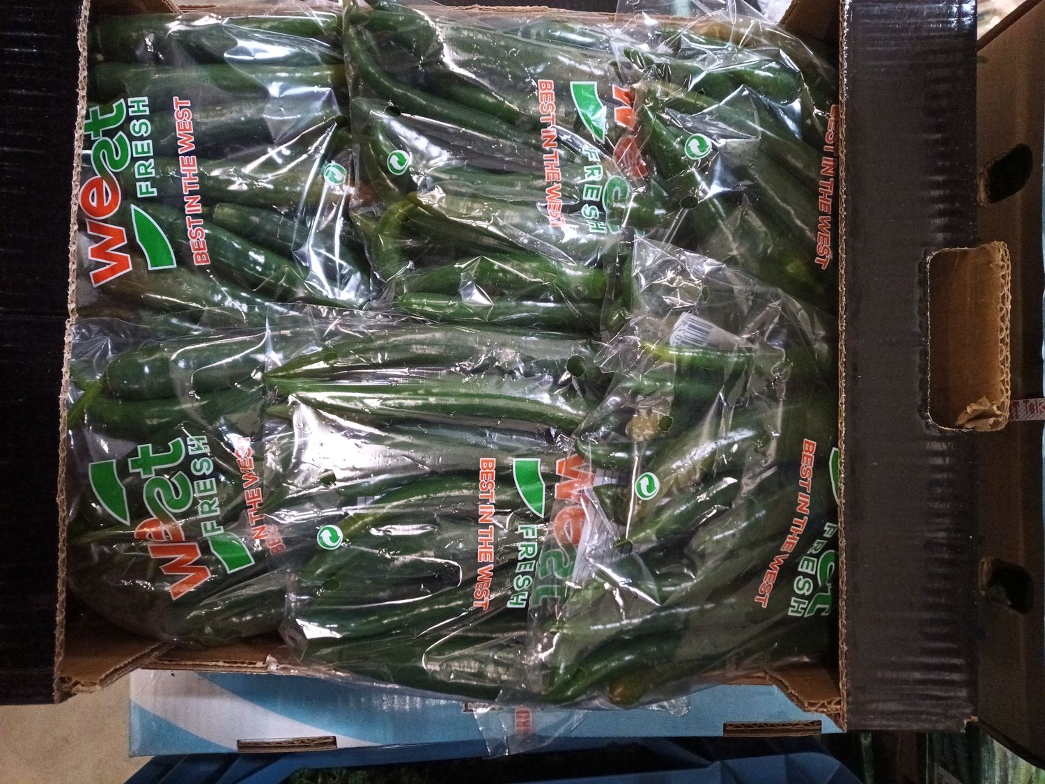 Grüne Peperoni scharf TR 12x250g