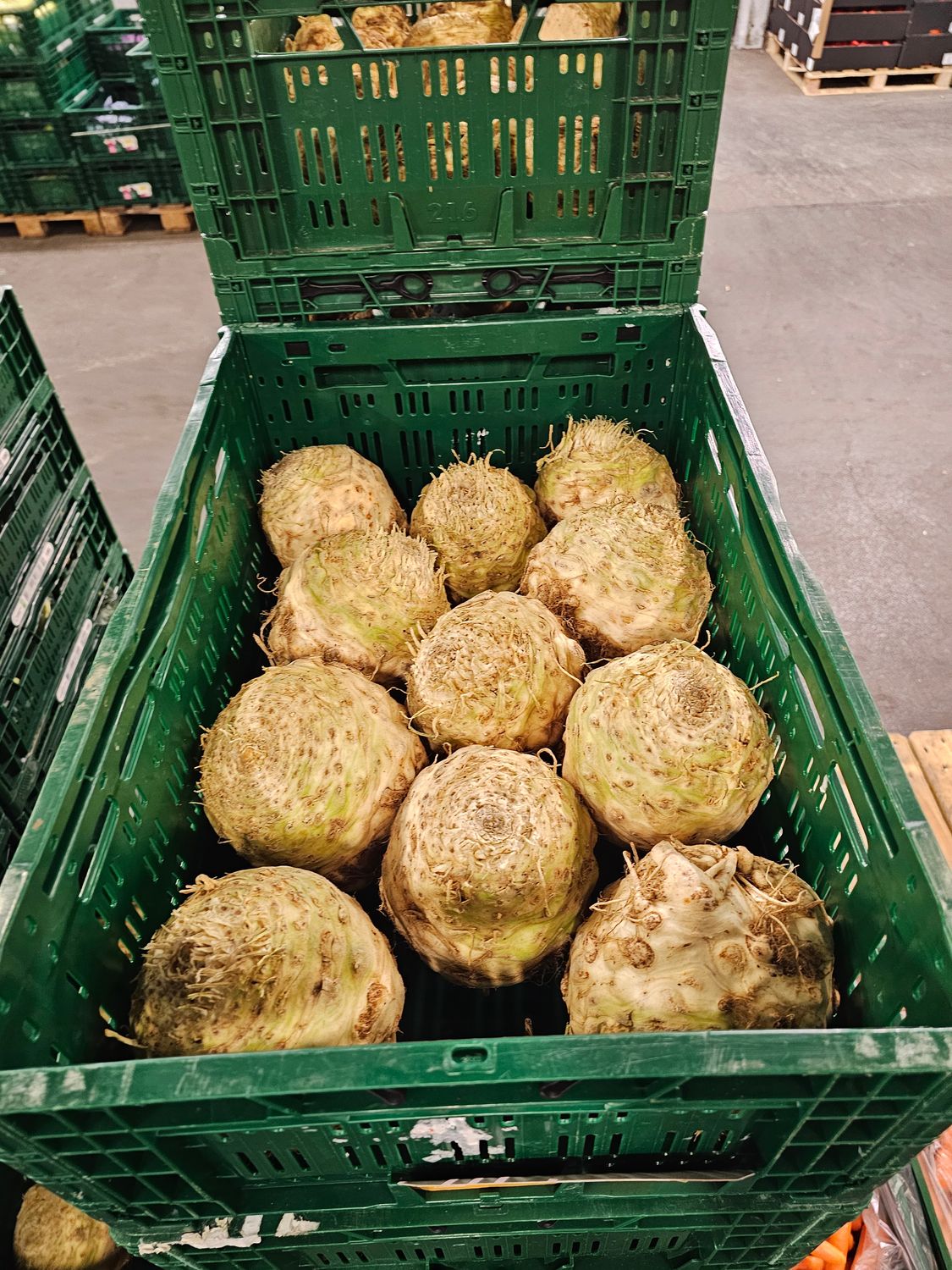 Knollenselleri 10Kg Pfand