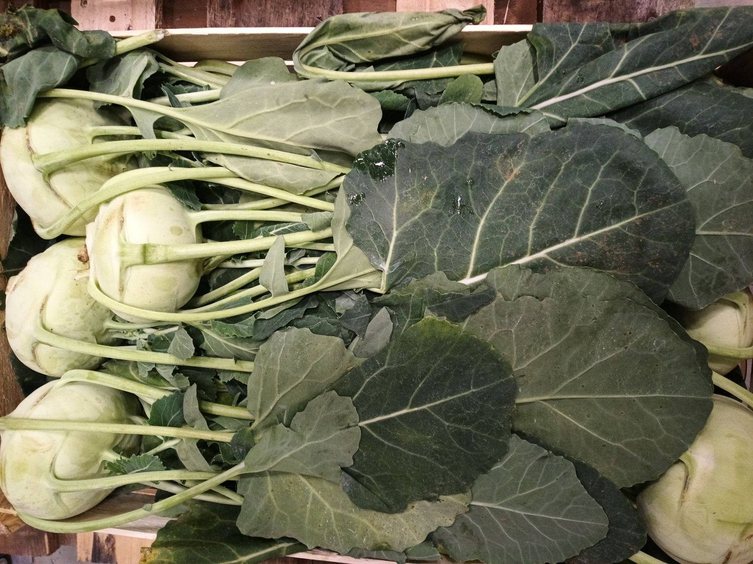 Kohlrabi Holz Kiste Ca 20 IT.