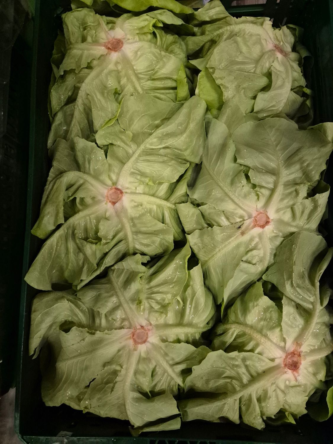 Kopfsalat (BE)   12'er