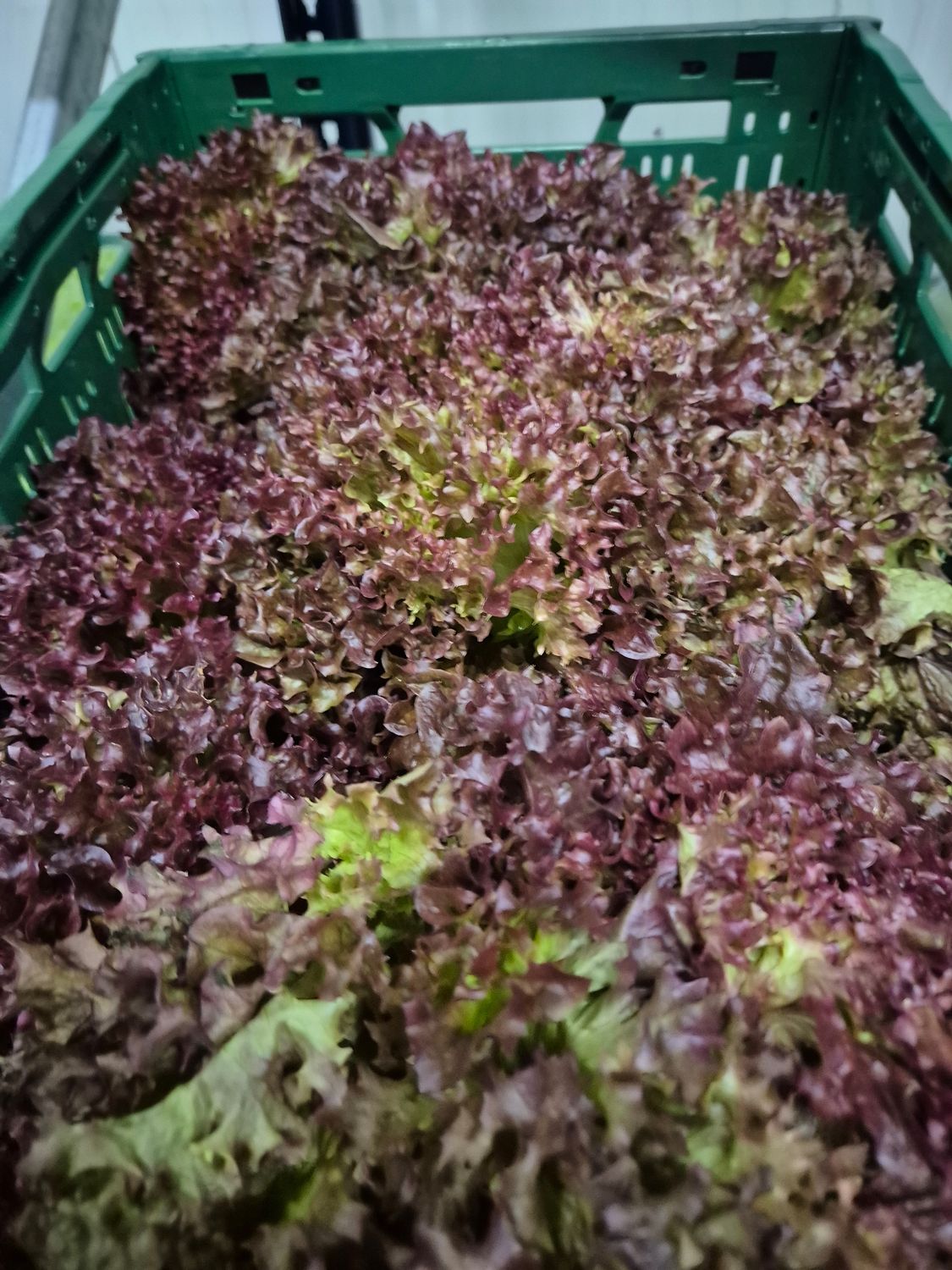 Lollo Rosso  (FR) 9' er