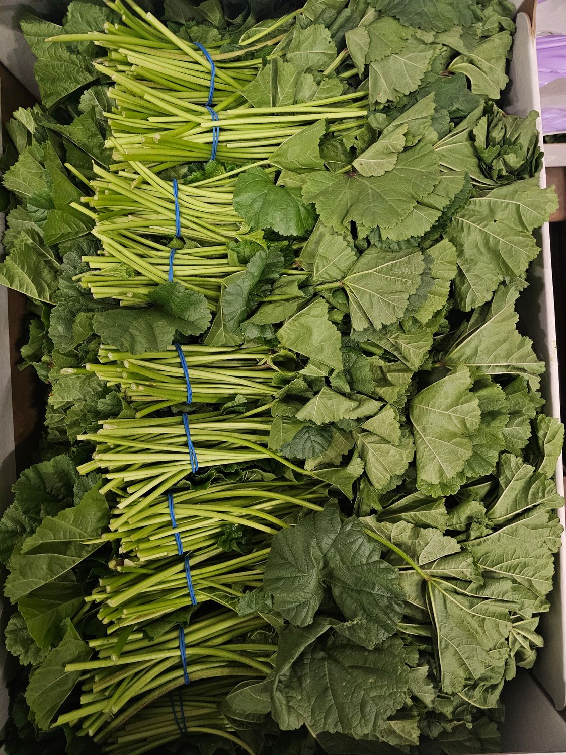 Malva 20 Bund SP.