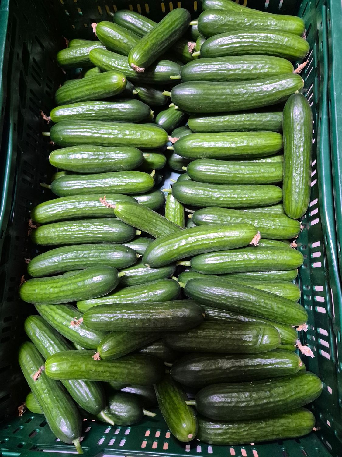 Mini Gurken 12kg