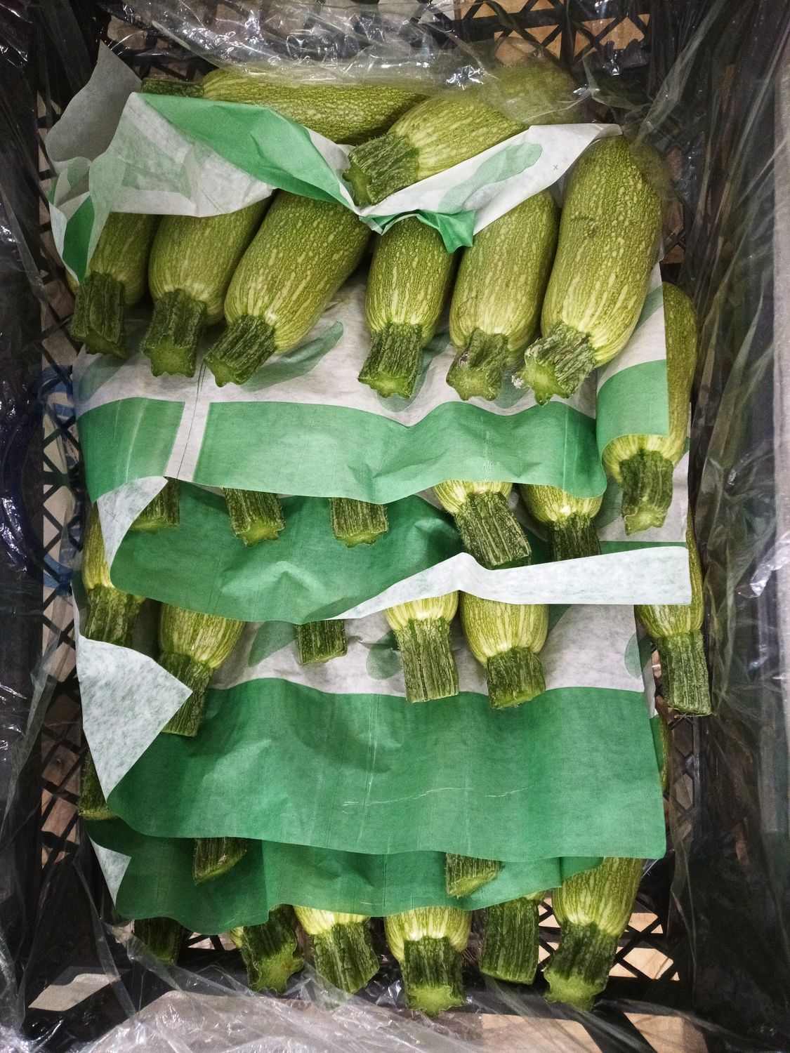 Mini Zucchini (TR) 4 Kg