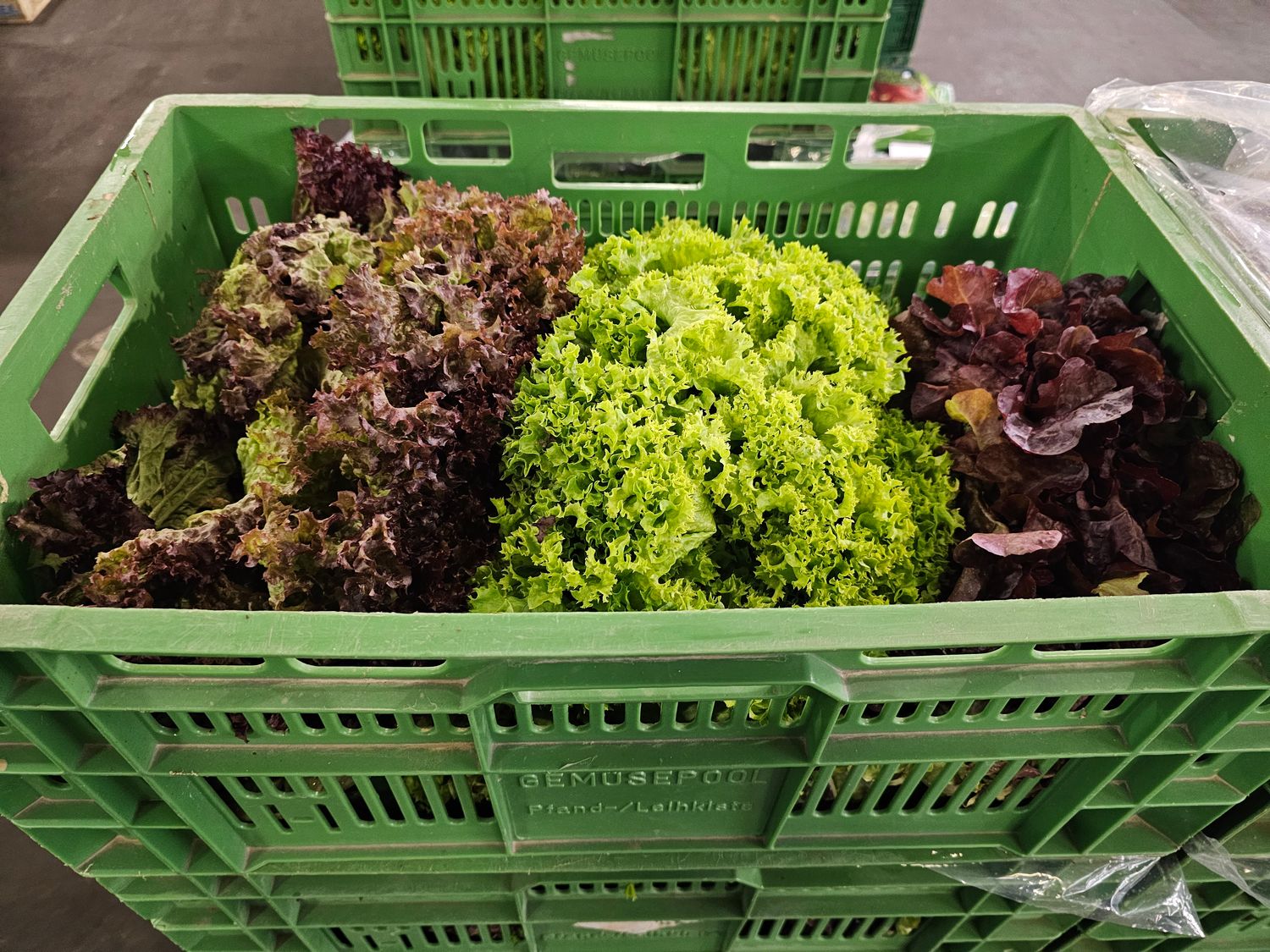 Mix Salat 9´er DE. Pfand