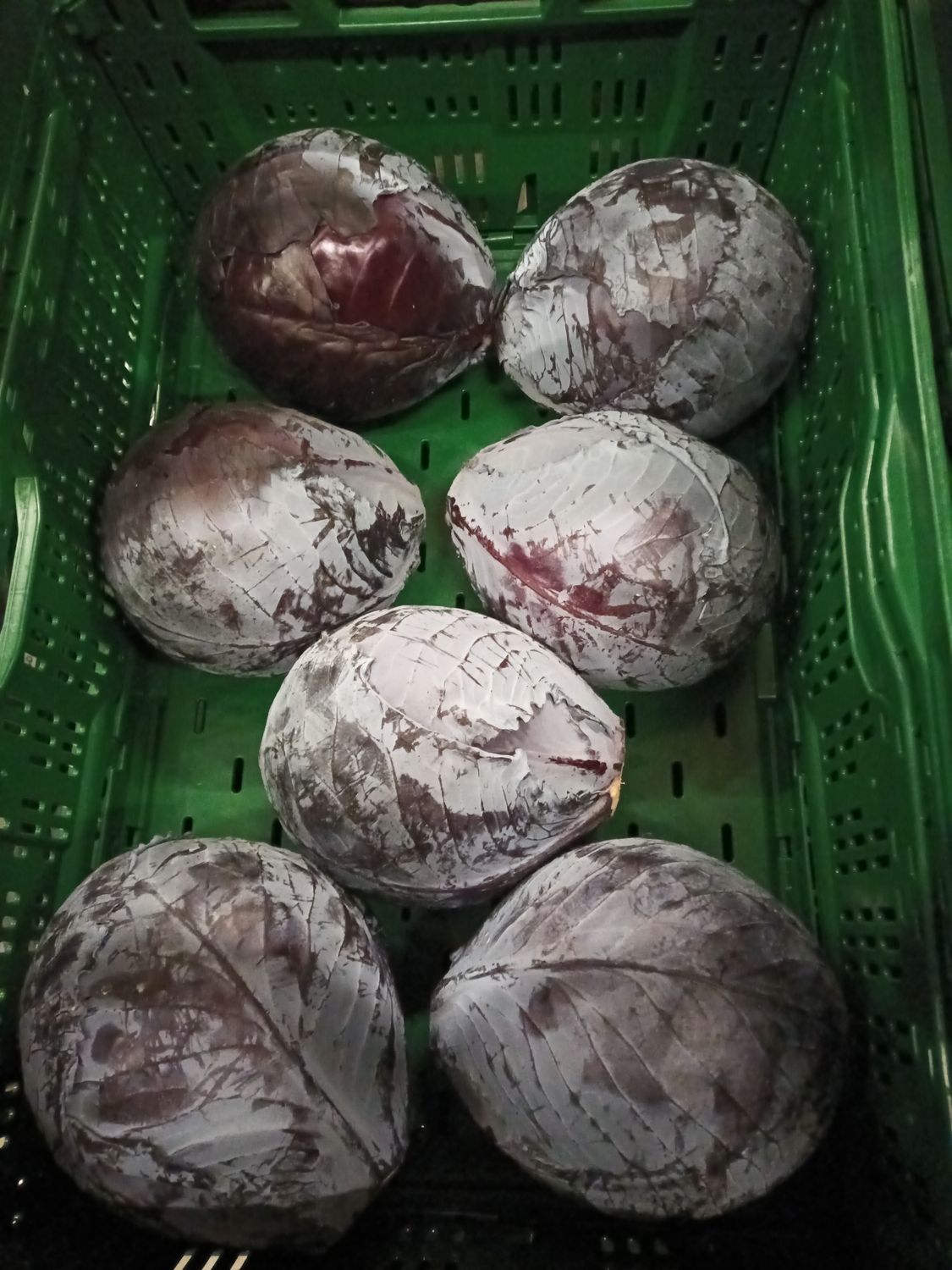 Rotkohl Pfand 10Kg