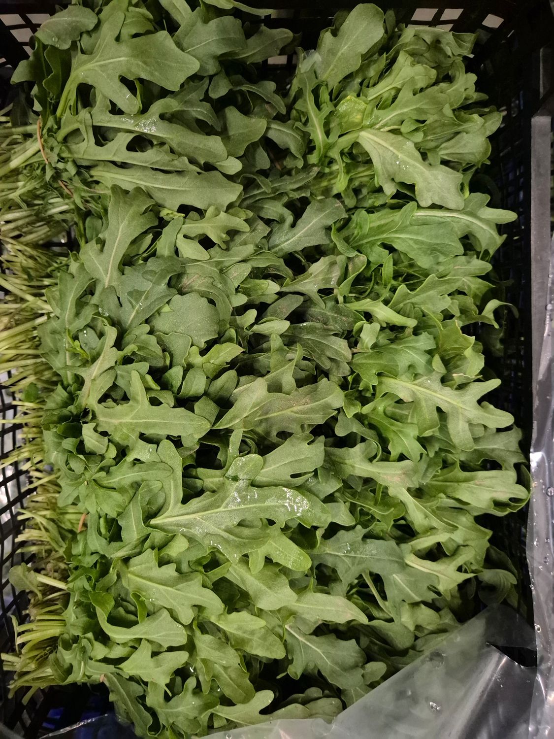 Rucola 10ér Bund Pfand