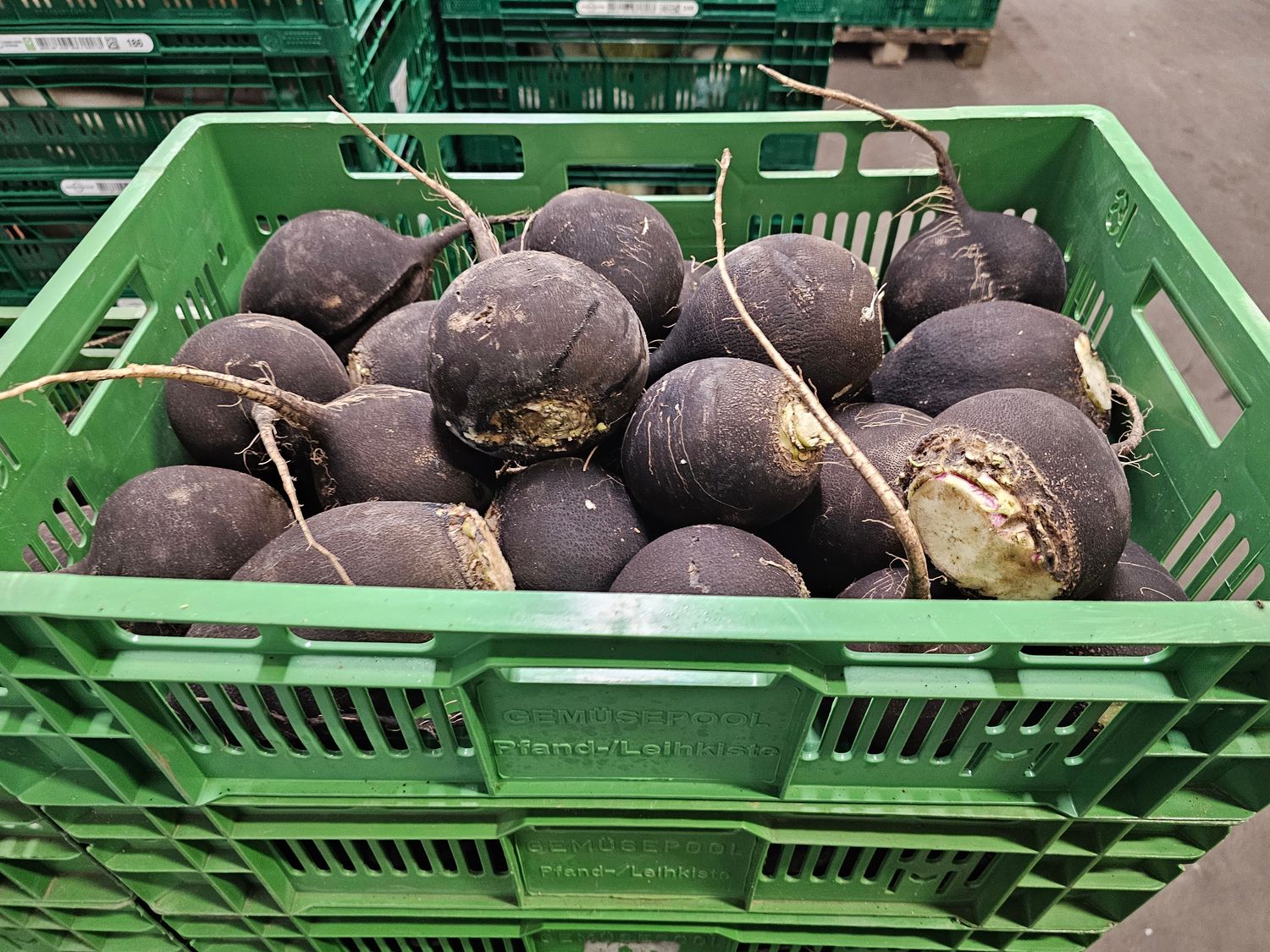 Schwarze Rettich ca. 10KG