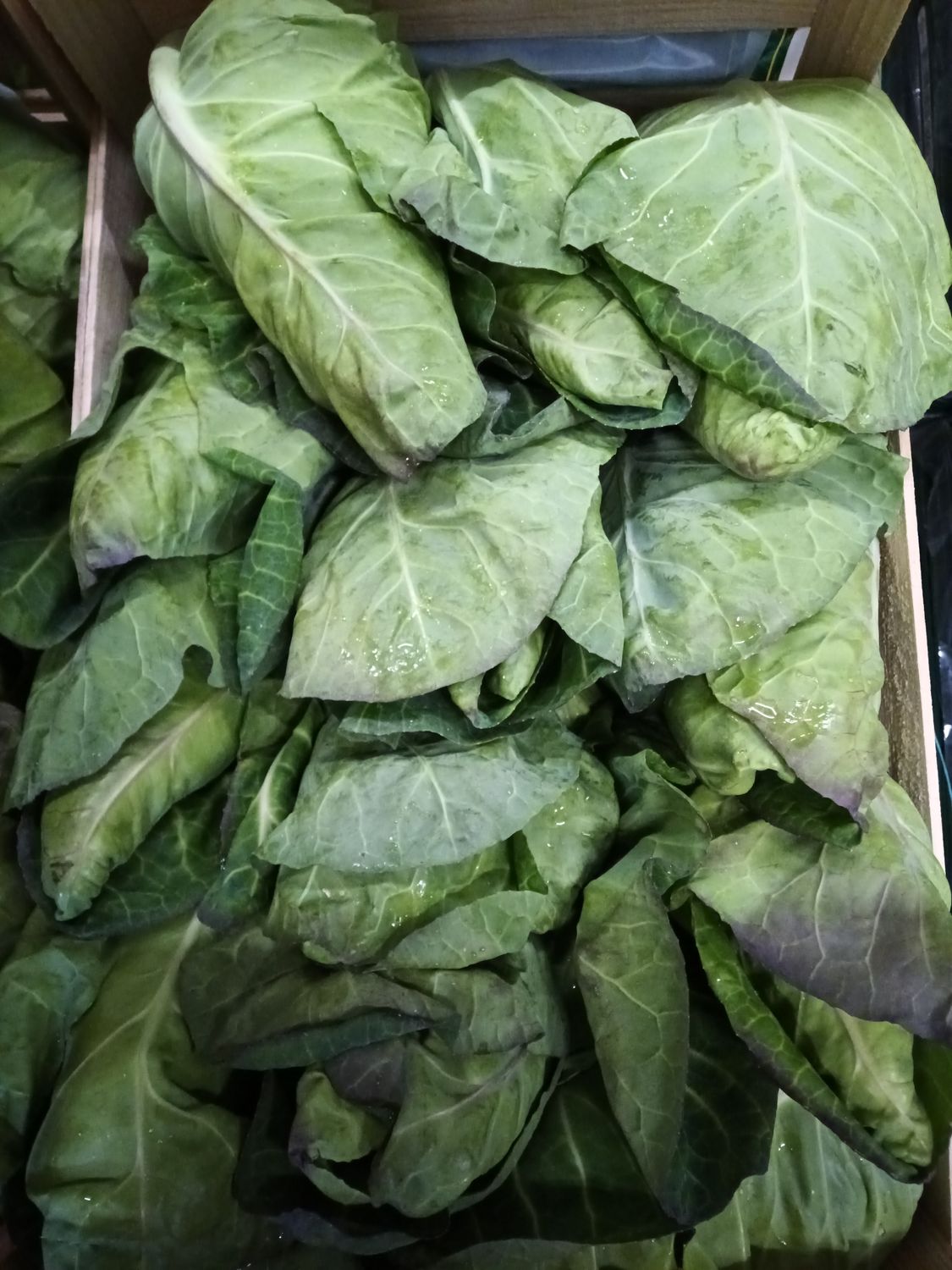 Spitzkohl -Portugal
