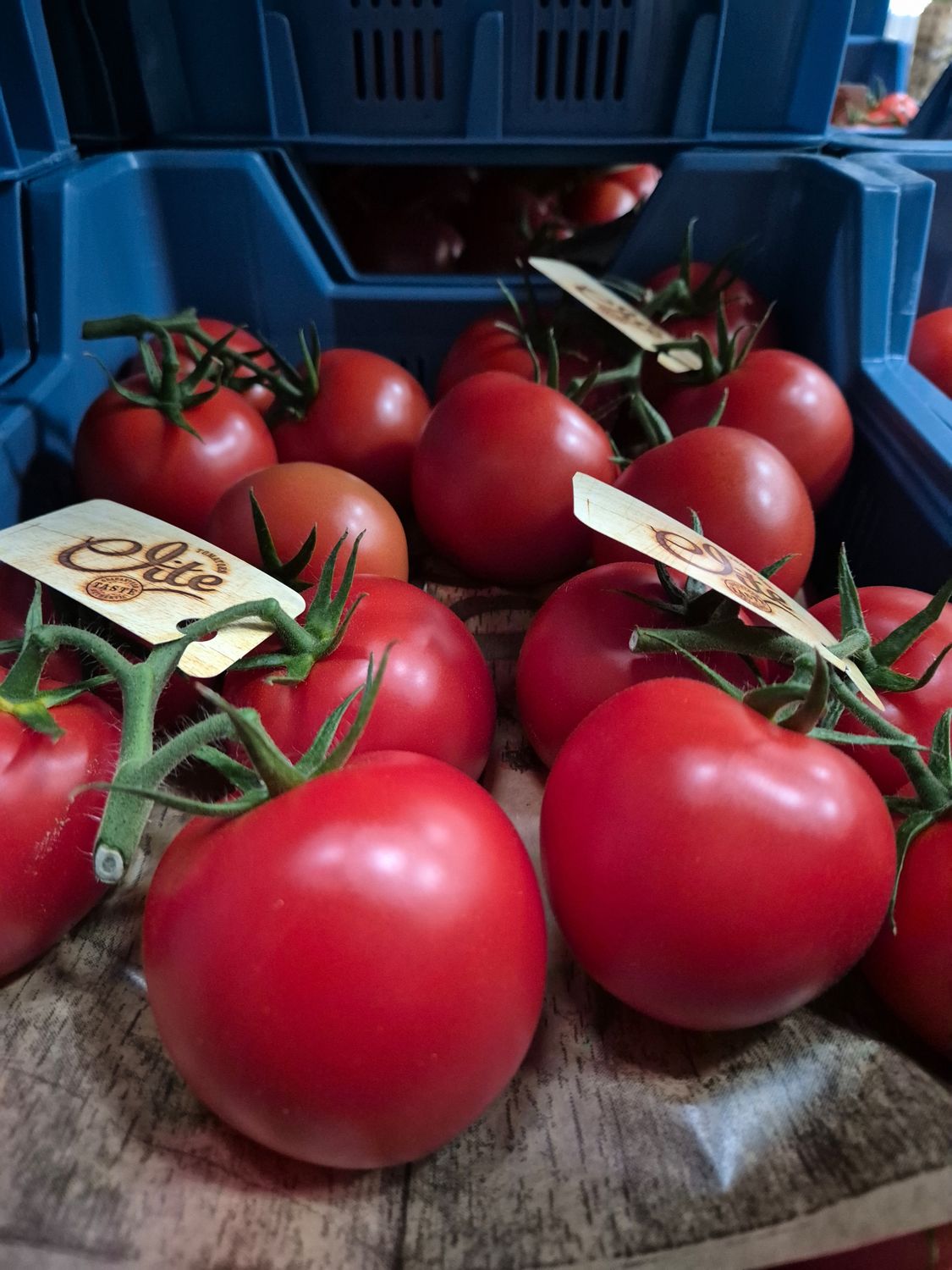 Strauch Tomaten ELITE 5KG(Pfand)